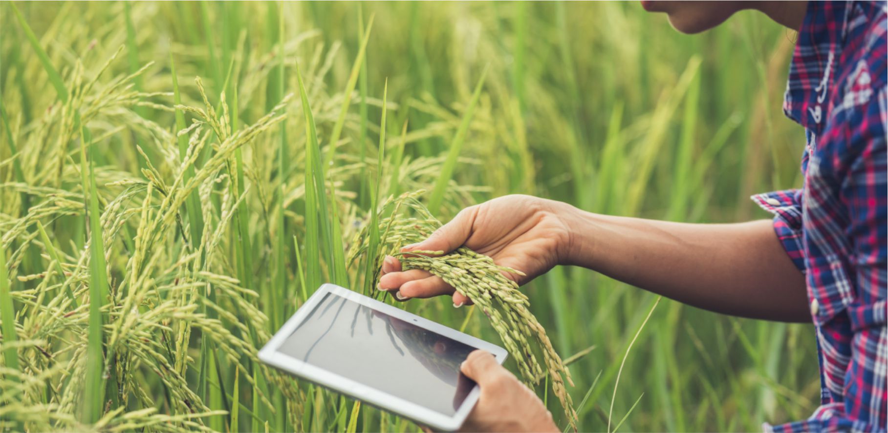 Agronegócio e Pós-Pandemia: tecnologia pode ser uma grande aliada